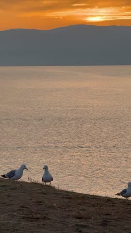 Vertical video of Baikal Lake at sunset. View from coast of Olkhon Island to Small Sea with golden water. Seagulls (Lat. Larus) fly over water and land on shore. Scenic landscape. Nature park. Travel and outdoors