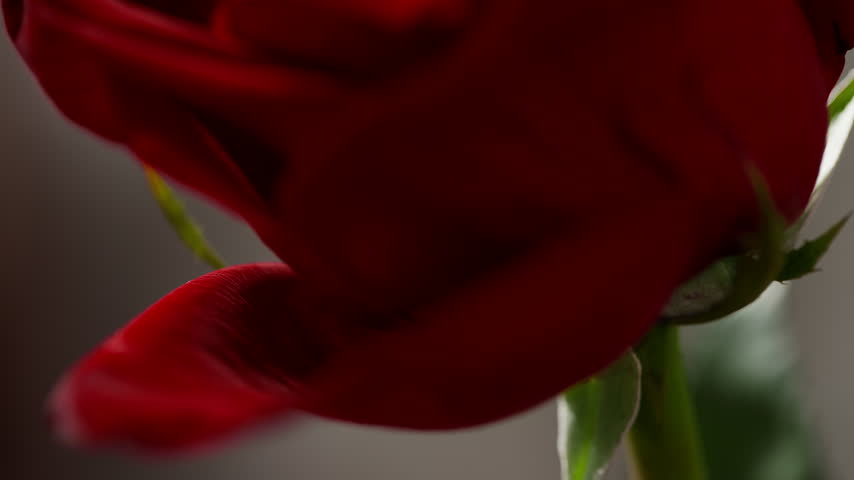 Close-Up Tilt Shot of Single Red Rose