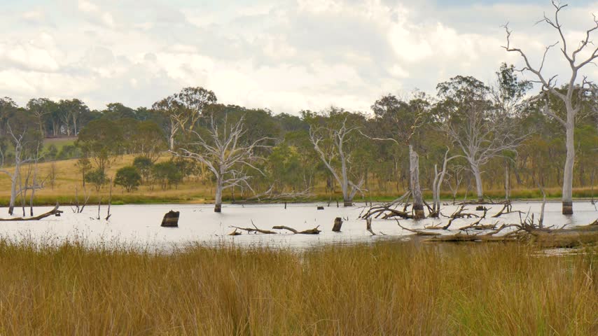 Wetlands with trees and water