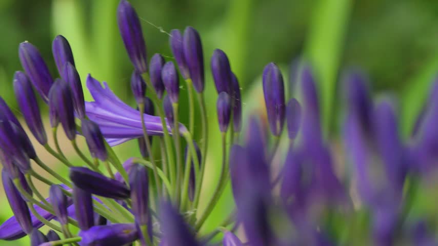 Purple flower buds blooming on stems