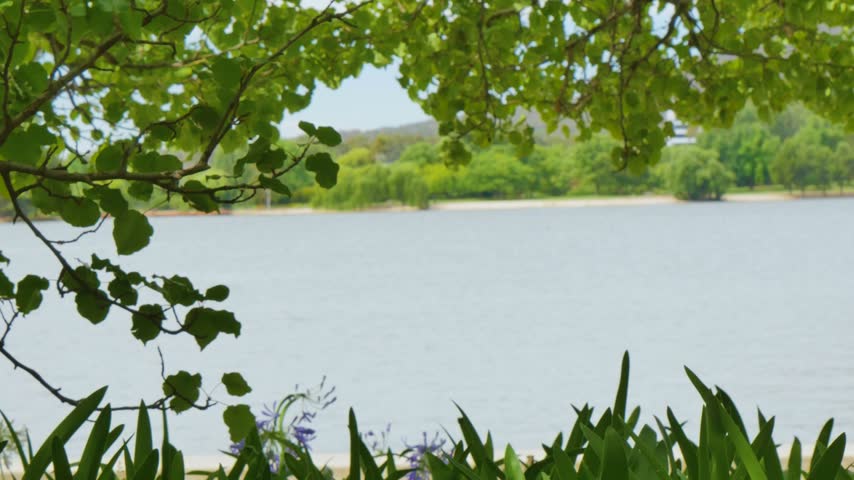 Leafy scenery by the water