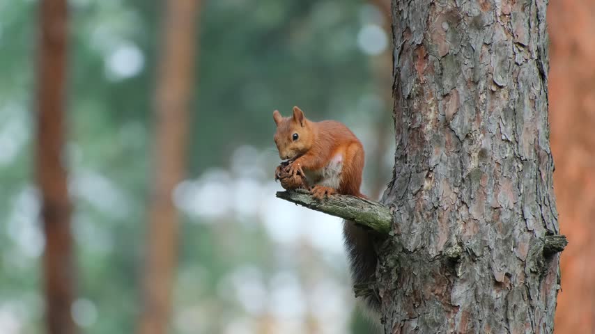 Red Squirrel Eating a Nut on Pine Branch Then Jumping Away Into the Forest Real Time Footage Concept of Wildlife and Nature