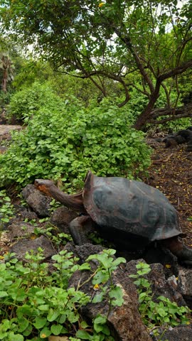 Giant tortoise beside green shrubs on rocky ground. A gray shell and extended neck fill the foreground beneath trees on the Galapagos Islands.