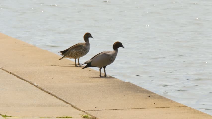 Ducks by the water