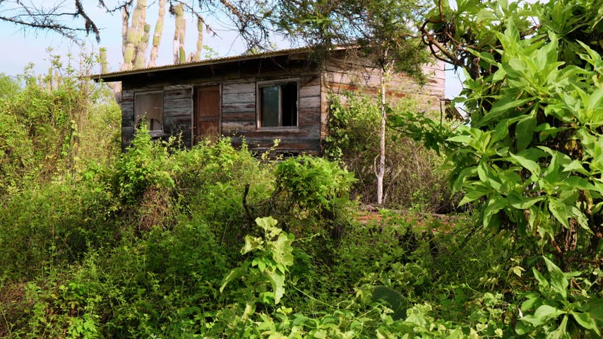 Woman walking beside a wooden cabin amid dense vegetation. A visitor in a pale dress passes a weathered timber building on the Galapagos Islands.