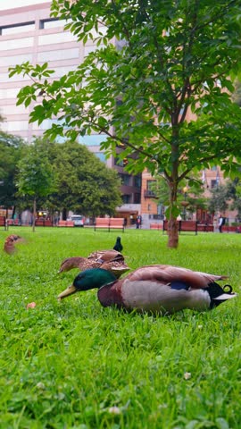 Mallard resting in grass with other birds nearby. A duck with a green head sits on a lawn in Washington DC beneath trees and office facades.