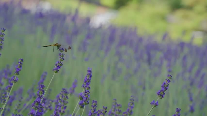 Yellow Dragonfly Resting on Purple Lavender Flower Stem in Summer