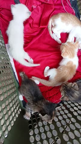 Cute kittens playing together on a red cloth inside a basket