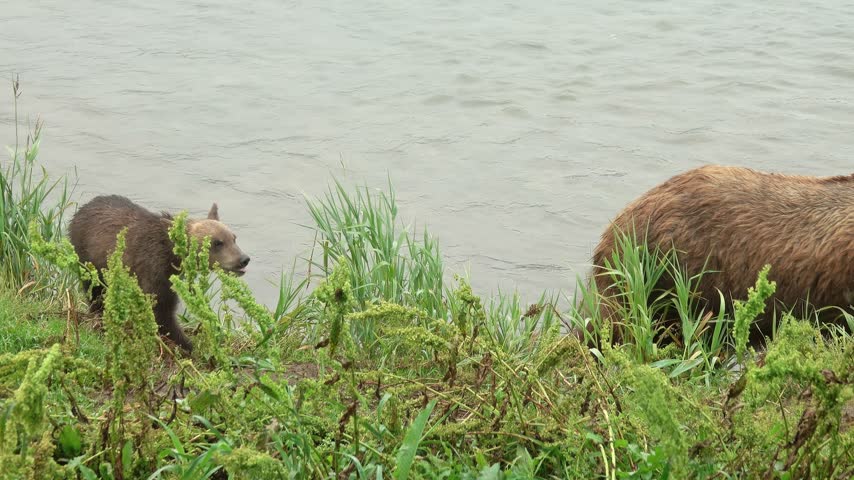 View of a mother brown bear and her cubs foraging in the tall green grass along the riverbank at Kurile Lake in Ust-Bolsheretsky District, Kamchatka Krai, Russia.
