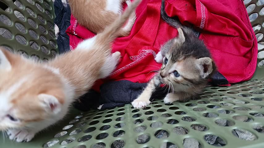 Cute kittens playing together on a red cloth inside a basket