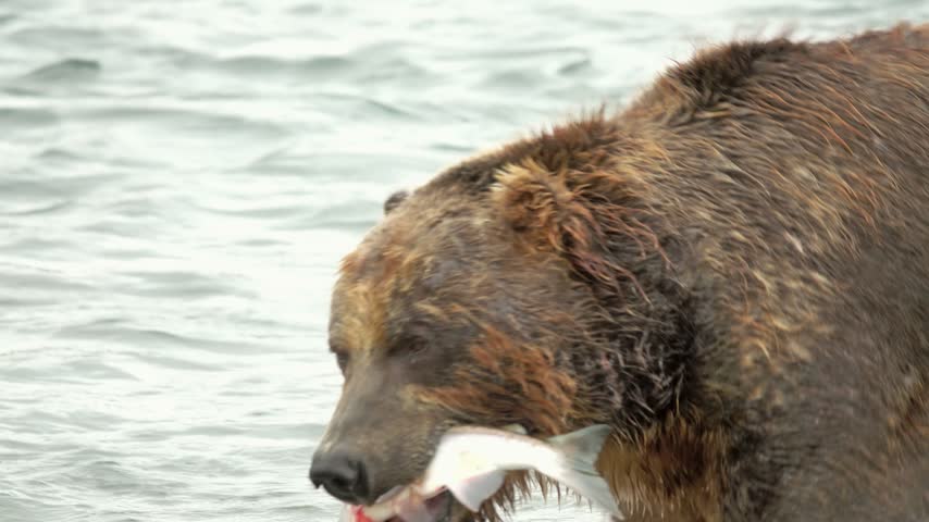 View of a brown bear catching a salmon in the water at Kurile Lake in the Ust-Bolsheretsky District, Kamchatka Krai, Russia.