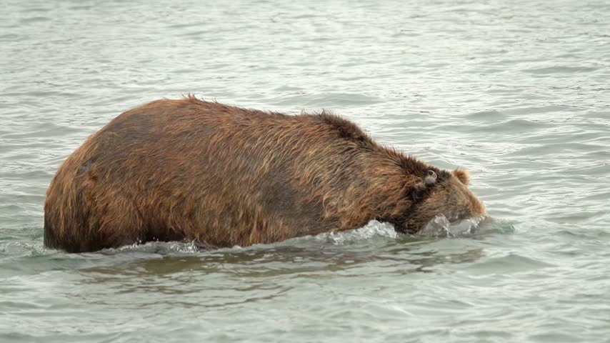 View of a brown bear swimming in the waters of Kurile Lake with ripples on the surface in Ust-Bolsheretsky District, Kamchatka Krai, Russia.