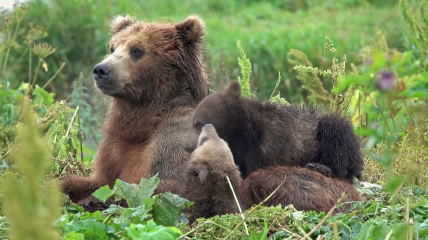 View of a brown bear mother resting in the grass with her two playful cubs at Kurile Lake in the Ust-Bolsheretsky District, Kamchatka Krai, Russia.
