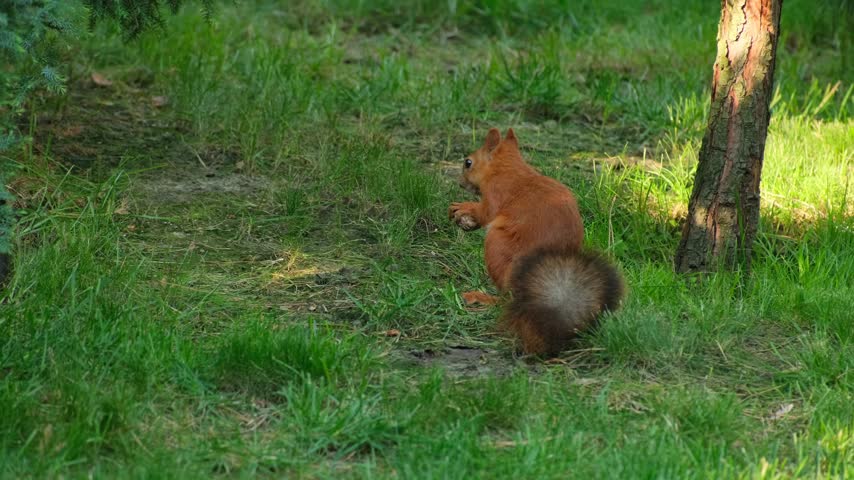 Cute Red Squirrel Sitting on Green Grass Eating a Nut Near Tree Trunk Real Time Footage Concept of Wildlife and Nature
