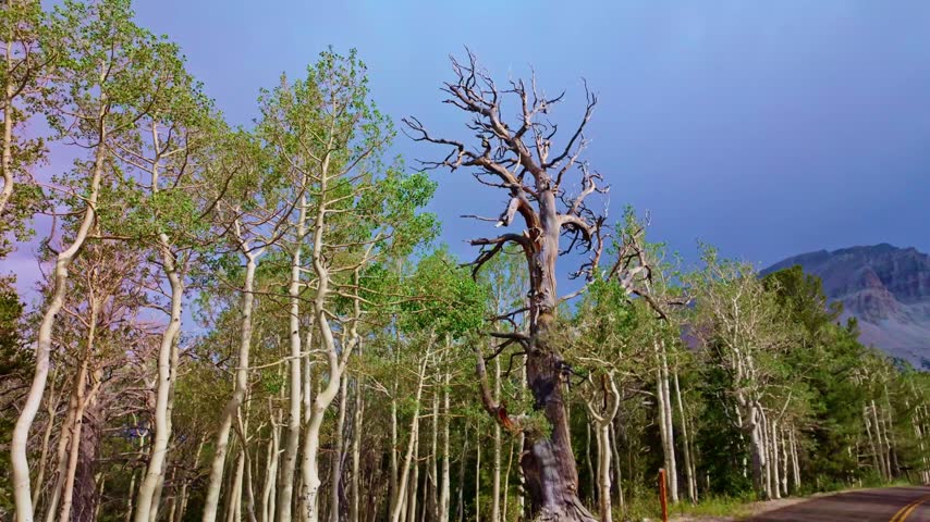 Paved scenic drive winding through pine forests toward rugged Wheeler Peak in Great Basin National Park Nevada