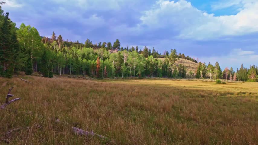 Vibrant green meadow surrounded by dense pine forest along Baker Creek Loop in Great Basin National Park Nevada