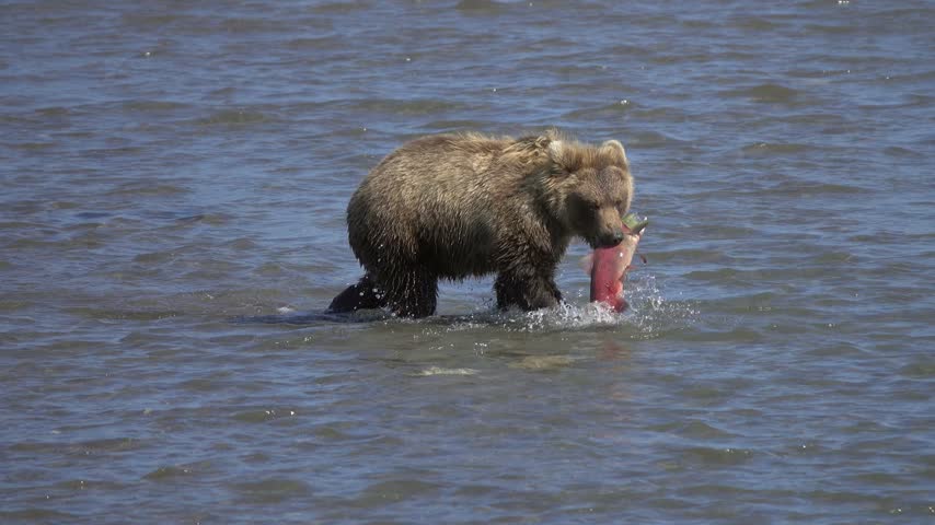 View of a brown bear catching a salmon in the shallow waters of Kurile Lake, Ust-Bolsheretsky District, Kamchatka Krai, Russia.