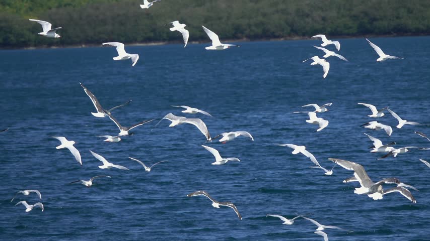 View of a large flock of seagulls flying over the deep blue waters of Kurile Lake in Ust-Bolsheretsky District, Kamchatka Krai, Russia.