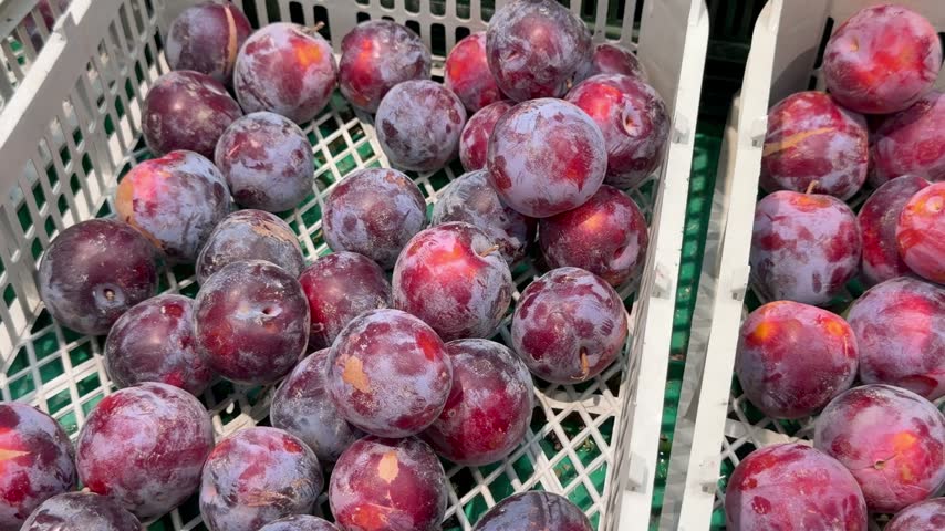 Fresh ripe red plums displayed in a grocery store market. Buying fresh fruits, healthy shopping, seasonal produce.