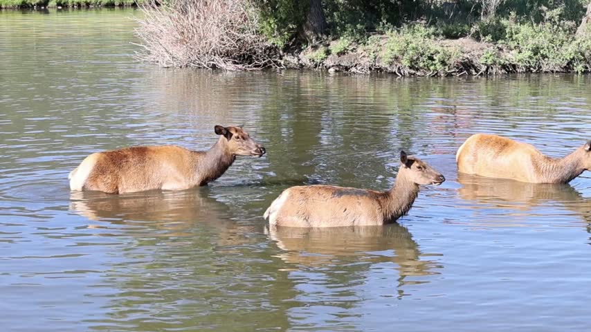 Female elk cooling off in the mountain waters of Colorado.