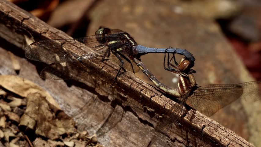Closeup video of a blue marsh hawk (Orthetrum glaucum) dragonfly mating pair perched on a dry twig in its natural habitat during winter in Himachal Pradesh, India.