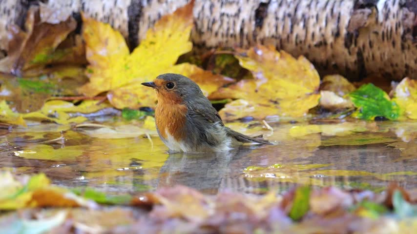 Robin or redbreast (Erithacus rubecula), bathing in the autumn in the puddle with many yellow leaves, while the Coal tit (Periparus ater) observe. Slow motion shot.