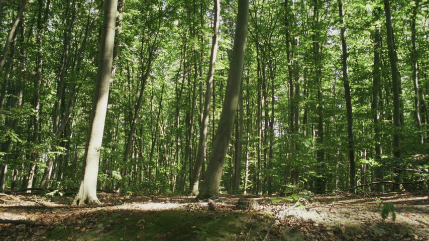 Young Couple Walking Together Along Trail in Dense Forest