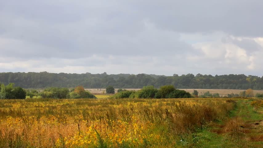 A panoramic view of an autumn field under a cloudy sky. Golden-brown dry grass and weeds cover the ground. In the distance, beyond a row of small bushes, a dark forest line is visible on the horizon.