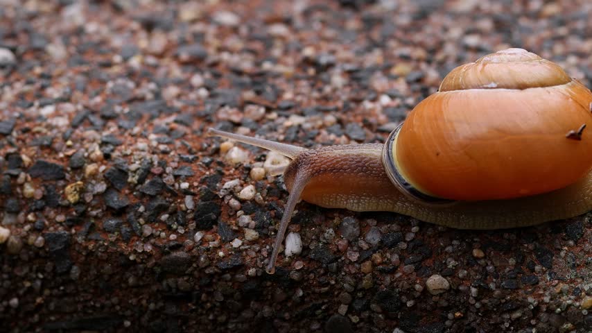 View of a snail crawling slowly across a textured gravel path in a garden in Germany.