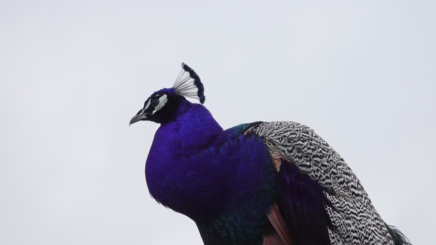 View of a vibrant blue peacock with intricate patterned feathers against a soft sky in Tuscany, Italy.
