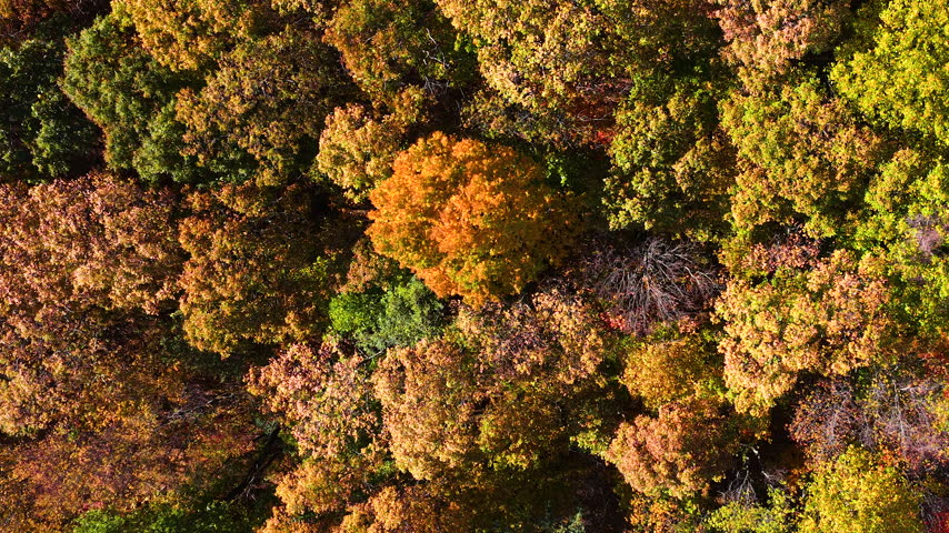Lush forest in Appalachian Mountains of North Carolina displaying vibrant autumn colors. Dense tree canopies create spectacular natural landscape.
