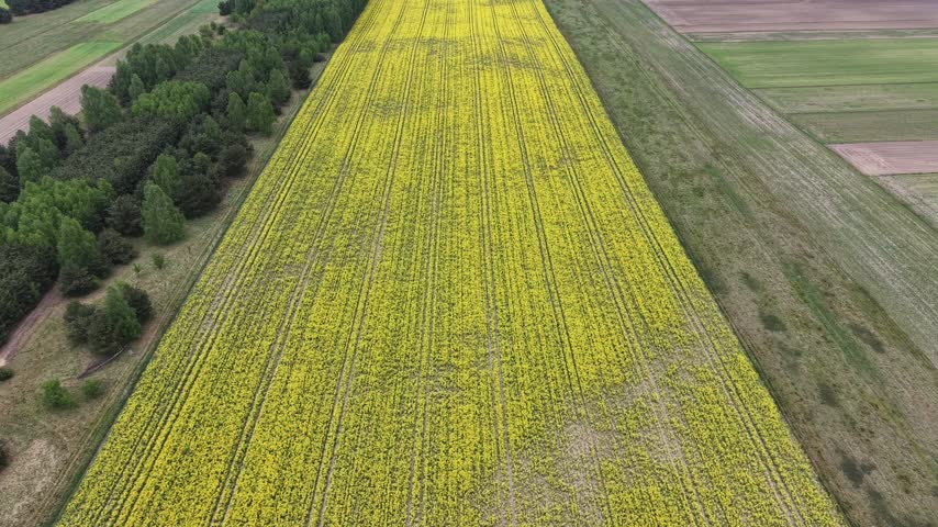 Green and yellow farm fields from above