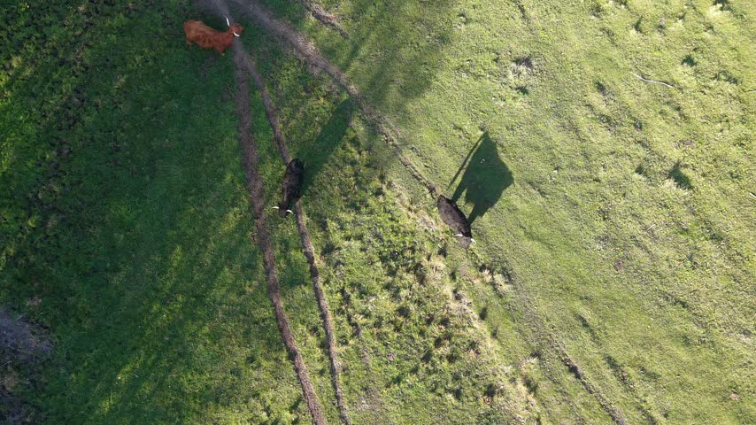 Rural meadow with cattle and long shadows