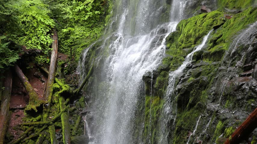 The lush forest and moss at Proxy Falls in Oregon, USA.