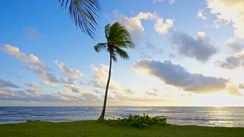 Picturesque summer sunset in the Maldives. A palm tree set against a stunning seascape at sunset. Palm tree over the sea under a colorful sky. A dream sunset over a tropical sea. Fantastic natural landscape.