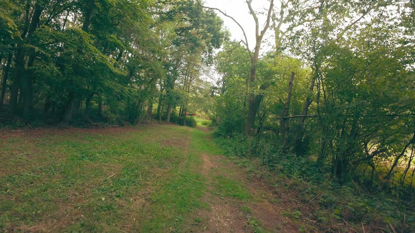Forest path winds through tall green trees. Soft light filters through leafy branches above. Grassy trail meanders through natural woodland setting. Greenery surrounds path, inviting quiet exploration