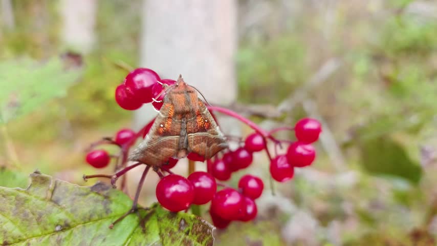 A forest moth is sitting on the red berries of a viburnum