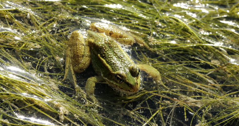 One Marsh frog (Pelophylax ridibundus) on the surface water, the Camargue,Southern France.