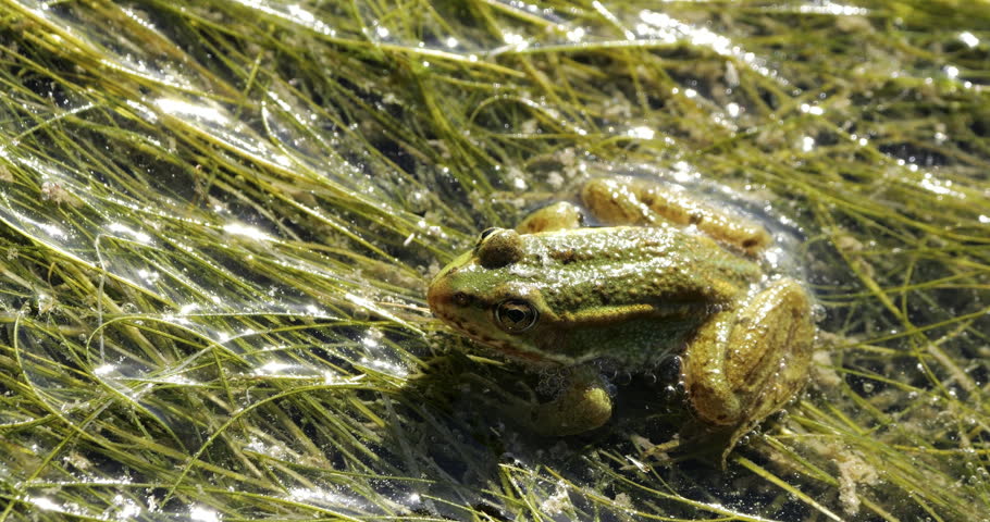 One Marsh frog (Pelophylax ridibundus) on the surface water, the Camargue,Southern France.