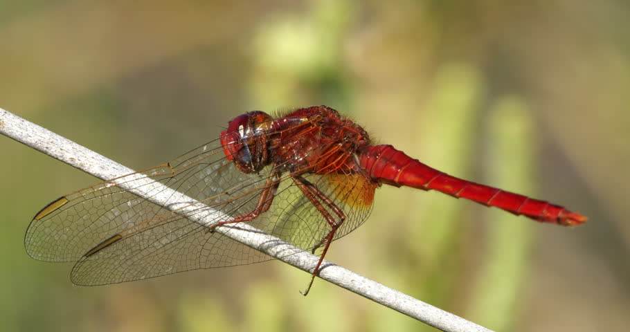 Scarlet dragonfly (Crocothemis erythraea), Provence, Southern France