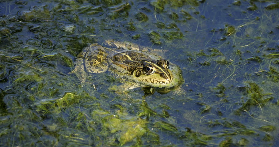 One Marsh frog (Pelophylax ridibundus) on the surface water, the Camargue,Southern France.
