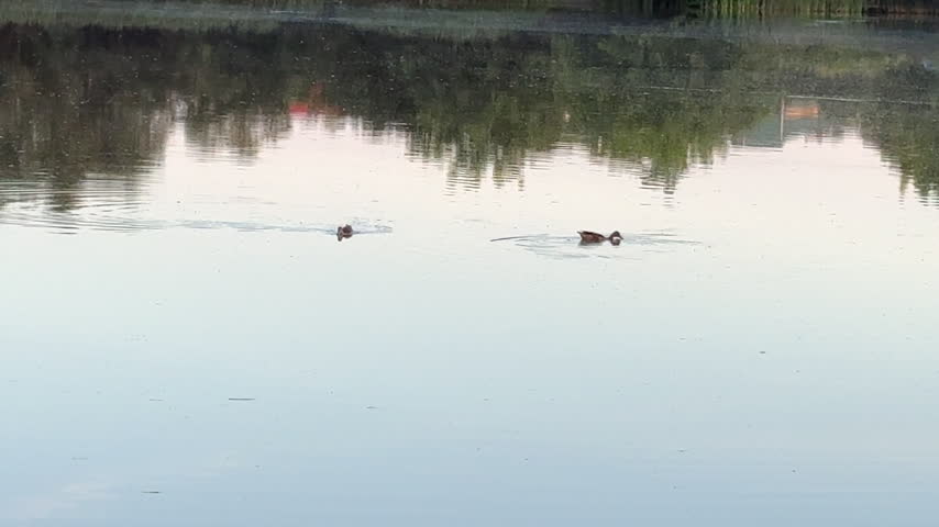 Two wild ducks swimming on calm lake surface with soft sky reflection at twilight