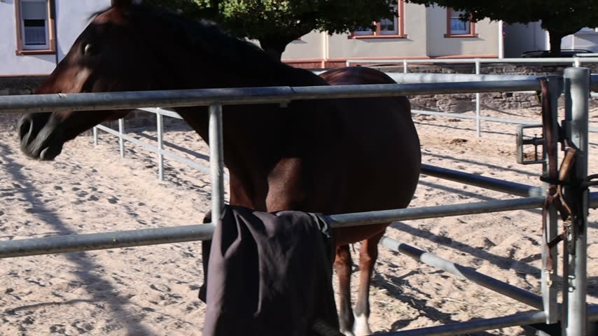 Side view of a dark brown horse dynamically shaking its head and mane, standing behind a metal pipe fence in a sandy outdoor arena or paddock with a building and leafy green trees in the background.
