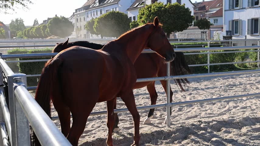 Side view of a dark brown horse dynamically shaking its head and mane, standing behind a metal pipe fence in a sandy outdoor arena or paddock with a building and leafy green trees in the background.