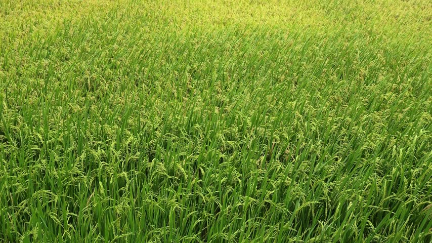 Rice paddy field in Vietnam.