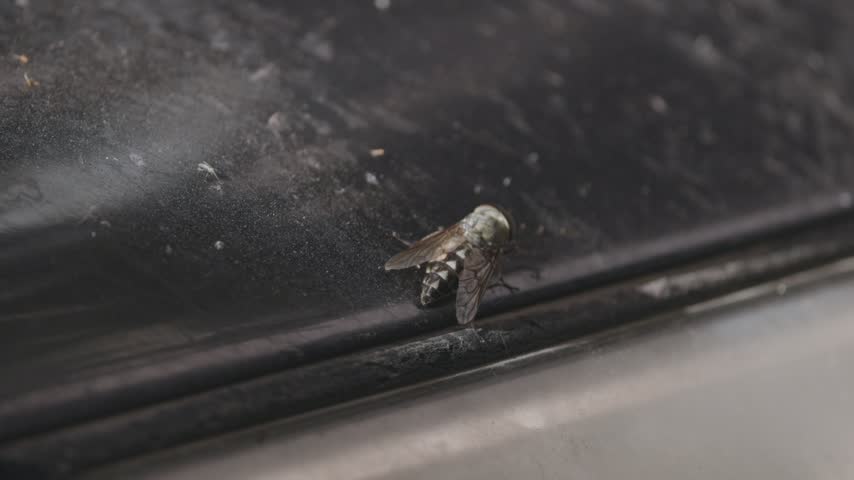 A huge horsefly explores the hood of an SUV with its legs