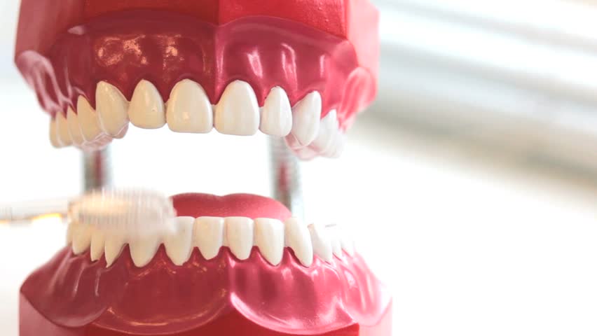 Teeth brush cleans toy jaw on table in dental surgery. Copyspace.