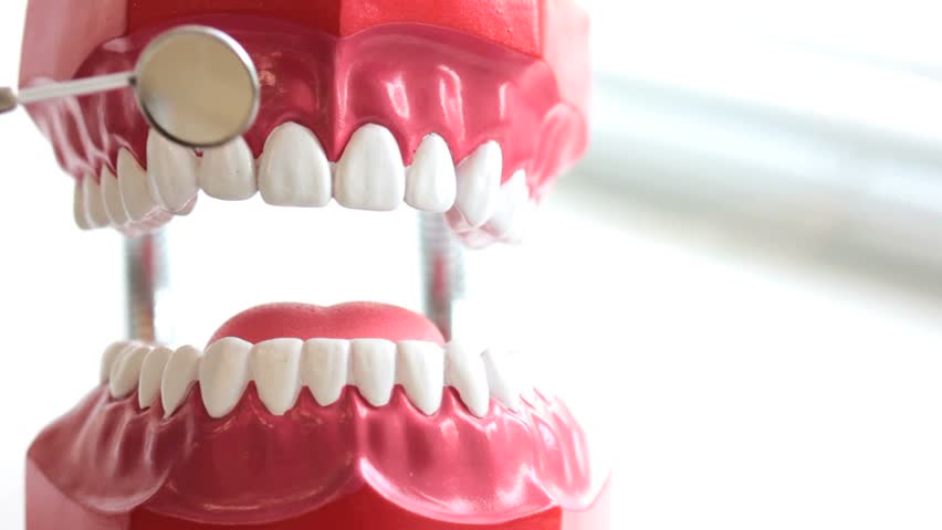 Dentist inspects teeth of toy jaw by mirror at dental surgery, closeup view