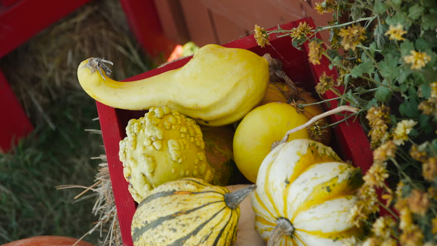 Decorative cart with various types of pumpkins on hay in flowers. Festive decoration at harvest festival, top view. Variety of types and sorts of vegetables.