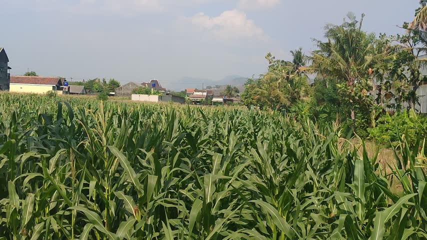 Green corn field in a rural agricultural landscape with tropical vegetation, village houses, and hazy mountains in the background on a sunny day.